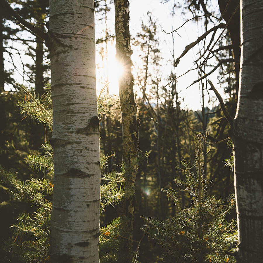 Birkenextrakt – natürlicher Inhaltsstoff für frische und gepflegte Haut.
