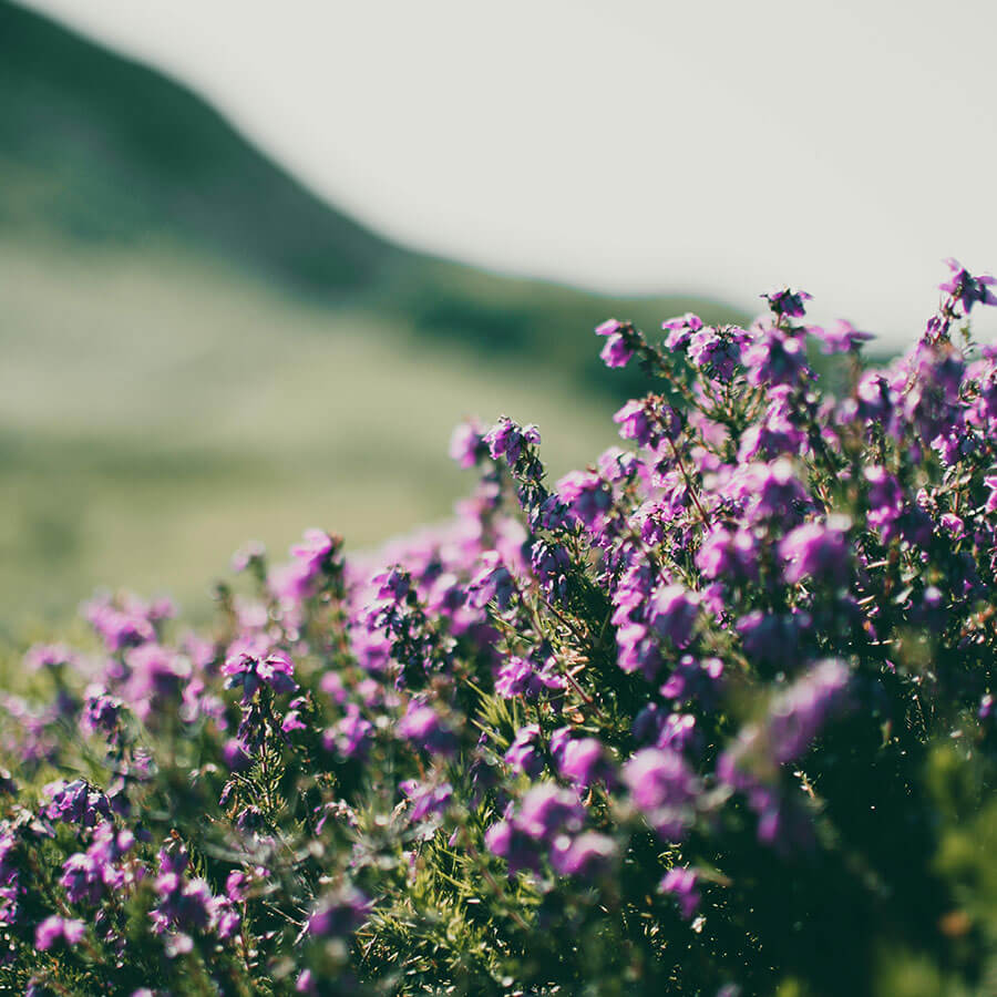 Natürliche Blütenöle – pflegende Essenz für samtig weiche Haut mit Barnängen.