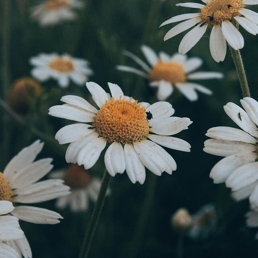 Gänseblümchenblüte – natürlicher Wirkstoff für sanfte Hautpflege von Barnängen.