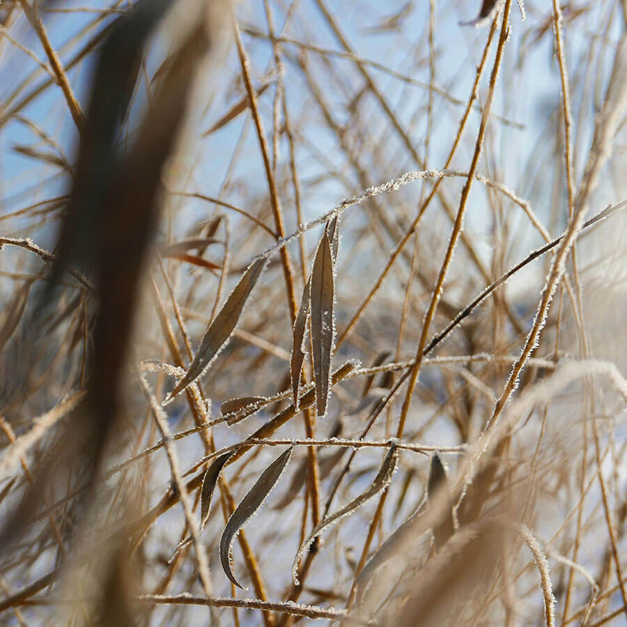 Haferpflanze – beruhigender und schützender Inhaltsstoff in natürlicher Hautpflege.