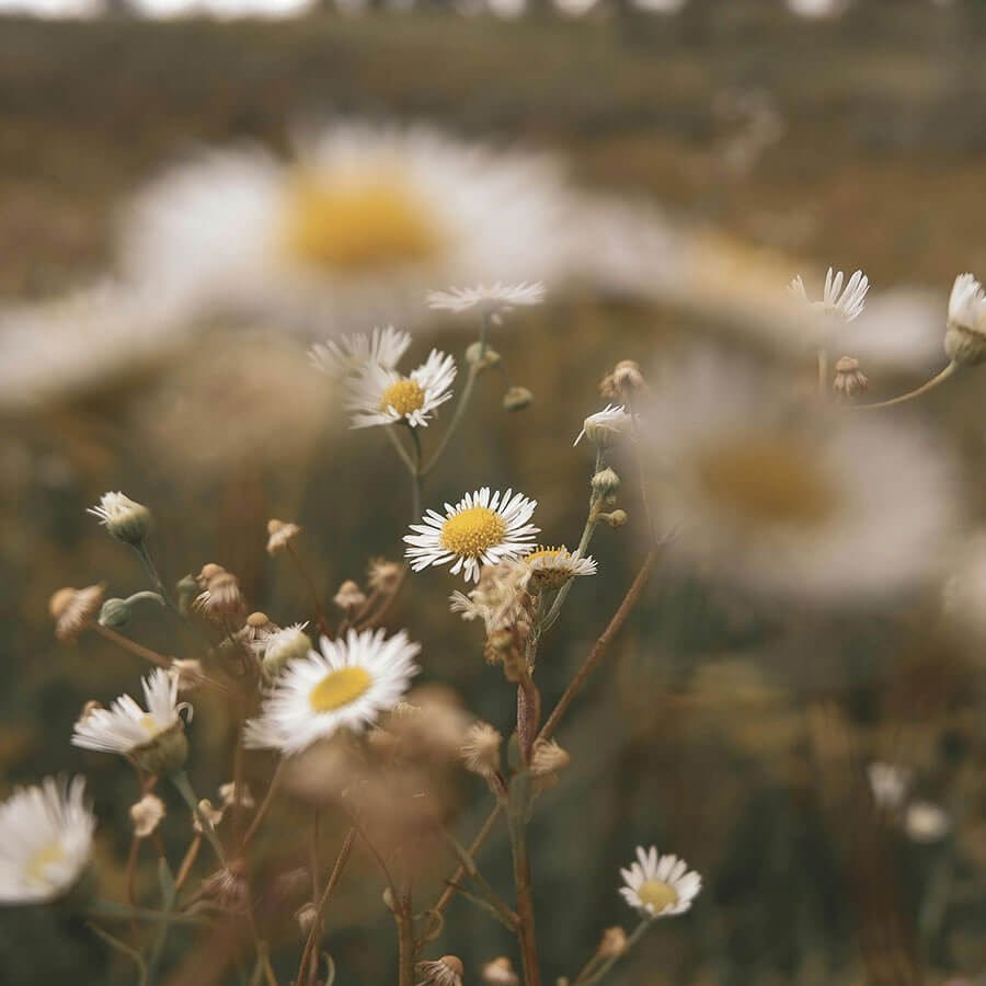 Kamillenblüte – milder, beruhigender Wirkstoff für natürliche Hautpflege von Barnängen.