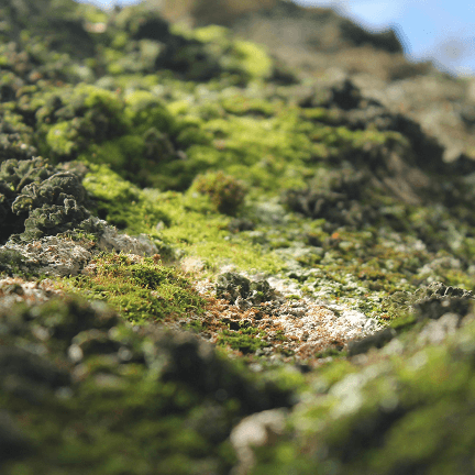 Moosbewachsene Naturfläche – reine nordische Textur als Inspiration für Barnängen Pflege.