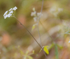Zarte weiße Blüte – nordisches Naturmotiv inspiriert Barnängen Pflege.