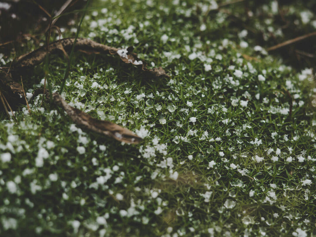 Tautropfen auf Moos – reine nordische Natur als Inspiration für Barnängen Pflegeprodukte.