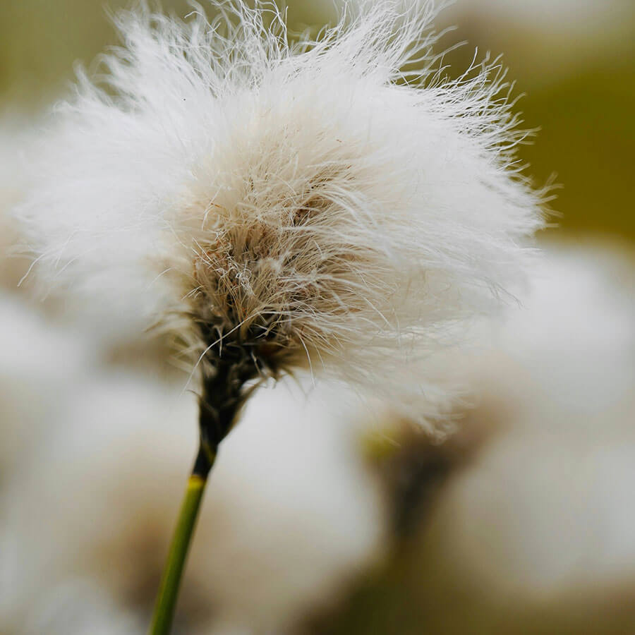 Nordisches Baumwollgras – weicher, pflegender Inhaltsstoff für sanfte Hautpflege.