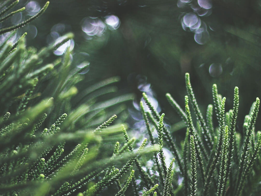 Grüne Nadelzweige im Licht – natürliche Frische und Reinheit inspiriert Barnängen Pflege.