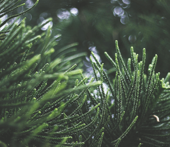 Grüne Tannenzweige – frische nordische Natur inspiriert Barnängen Pflege.